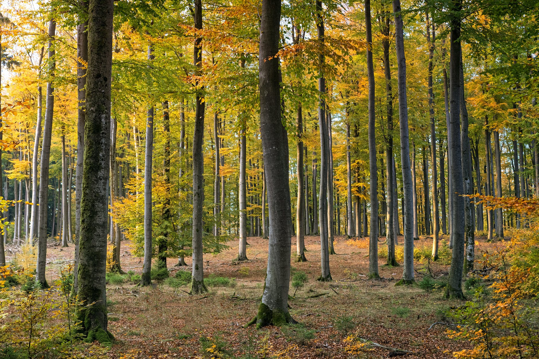 green trees